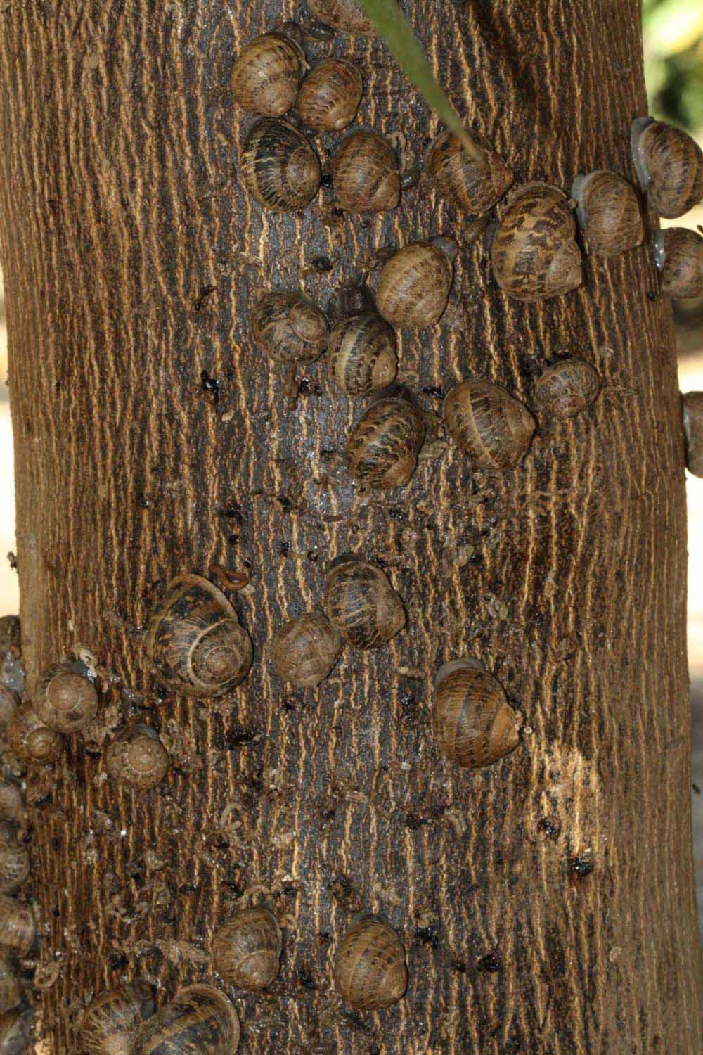            Bark (Riverside, CA)   